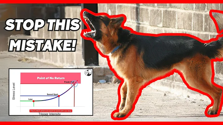Stop! This Mistake is Fueling Your Dog’s Reactivity