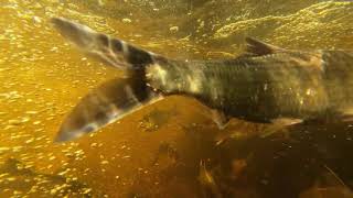 Alewives migrating up the fishway on Blackman Stream