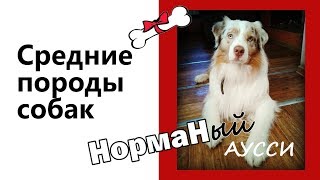 Средние породы собак Аусси Средние породы собак Аусси