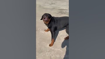 Thumbnail of dog sound dog barking loud#shorts #viralshorts #trendingshorts
