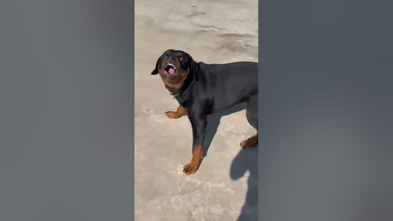 dog sound dog barking loud#shorts #viralshorts #trendingshorts