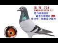 鴿養家企業社-全台獨家首拍會2026-613724灰公，本身鴻海鴿會五關綜合優勝。#恆盟賽鴿網 #鴿養家企業社#完翔鴿#拍賣鴿