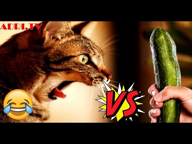 Compilation Video Droles Des Chat Vs Concombre Youtube Compilation Video Droles Des Chat Vs Concombre Youtube