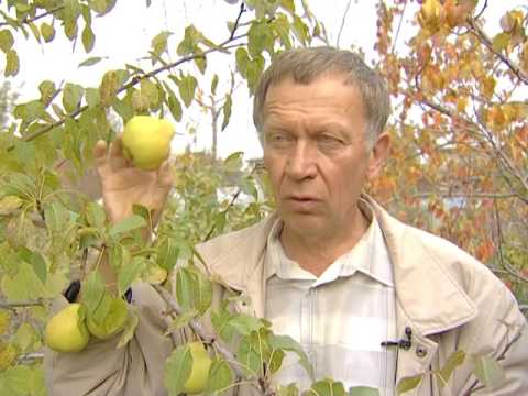 Лотенков яблоки, подготовка к зиме