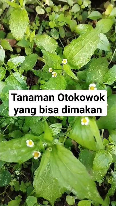 Tanaman Otokowok yang bisa dikonsumsi