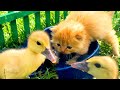 Meowing kitten wants to take first bath in a bowl where funny ducklings drink water