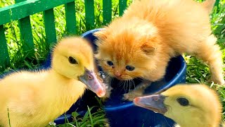 Meowing kitten wants to take first bath in a bowl where funny ducklings drink water