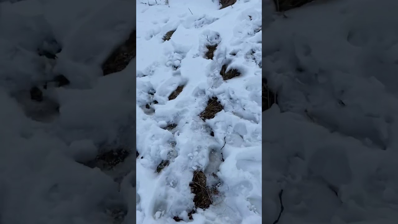 Munsiyari | Uttarakhand |Panchachuli trek | Trekking 