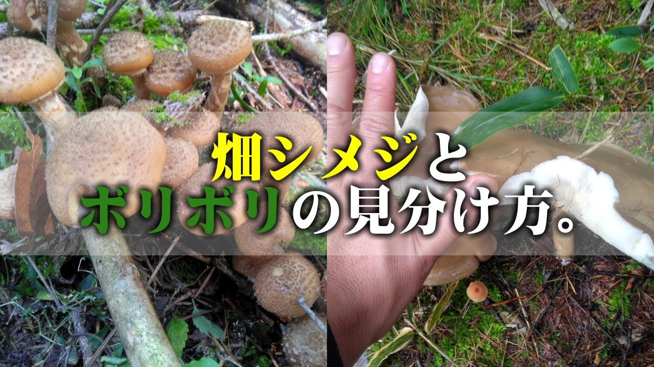 10月中旬 畑シメジ ナラタケ出ておりました＃落葉キノコ＃ボリボリ
