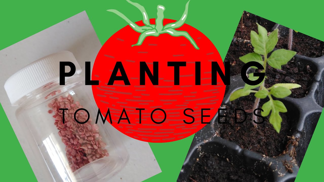 Planting Tomato Seeds