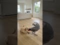 Parrot Drags Puppy By The Tail 😂 "Let Go You Little Rascal! #comedy #shorts