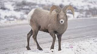 The Majestic Bighorn Sheep  ,Le mouflon d’Amérique#wildlife #biodiversité # animal protection