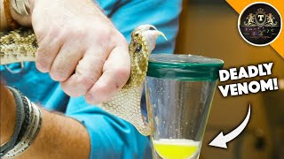 Deadliest Jobs in America | Snake milker | deadliest jobs in the world | Techbye World