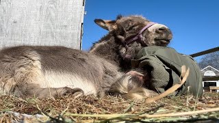 Napping with mini donkey Vegas
Your brain may not remember, but your body will never forget that animals have guarded us since the Stone Age. —Running with Sherman, Christopher McDougall
An animal’s trust is a sacred gift, a gentle invitation to be our most human and connected self.
The moment I met our owner surrendered donkeys, they looked like family to me. Their eyes were full of a trust I was eager to earn.
And today the most beautiful thing happened. After less than a week here, the donkeys finally lay down in the sun. Vegas let me lay next to him, even rested his head on me. Truly it felt like a sweet blessing, the Spring sun, the relaxed heavy head on my shoulder, green grass working its way to the soil’s surface all around.
And in the barn, our goat Thistle is due to kid. And she will share her kids with hundreds of farm visitors over the weeks to come. And you too will feel the beauty of that trust and connection.
We open the farm to visitors so that everyone who comes can feel those connections to our ancient simpler selves. We hope for minute you can let the complicated world go. We hope when a goat or donkey leans into you, your hands on their warm coat, newly remembered electrical connections fill your body with warm golden light, illuminating the ever present gift of how lucky we are to be alive.
I will never forget today. Napping with mini donkey Vegas