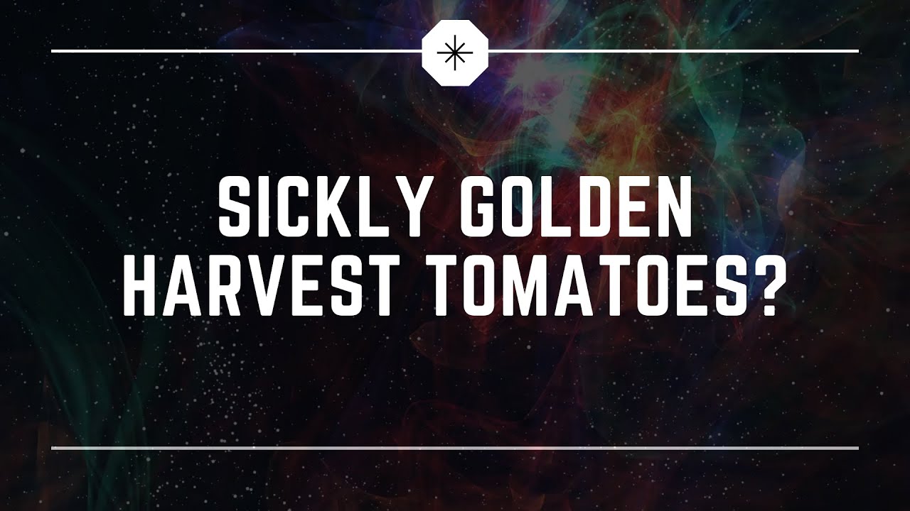 AeroGarden Farm XL Golden Harvest Tomatoes Update | #IndoorGardening