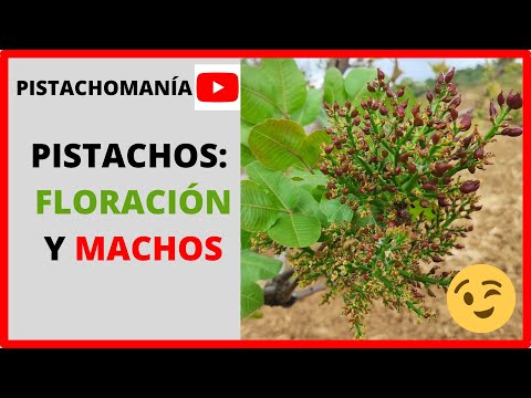 👀Floración del PISTACHO👀: Diferencias entre HEMBRAS y MACHOS 💚