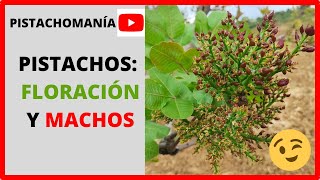 👀Floración del PISTACHO👀: Diferencias entre HEMBRAS y MACHOS 💚