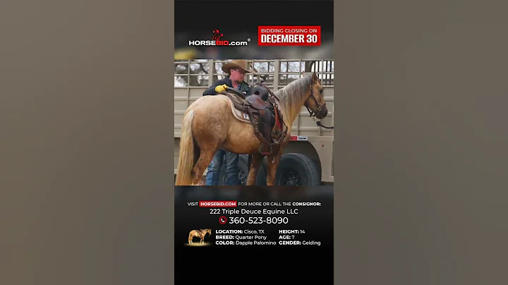 𝗦𝗶𝗹𝘃𝗲𝗿𝗮𝗱𝗼 #horse #horses #horseriding