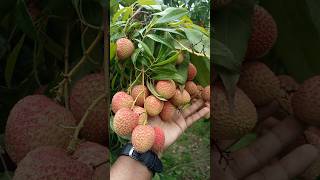 লিচু খাবেন লিচু #voice #cgsong #viral #trending
