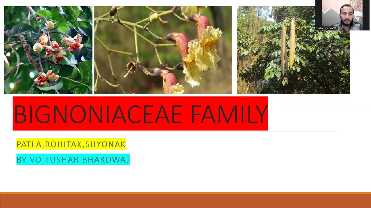Bignoniaceae family for Aiapget by Vd Tushar bhardwaj