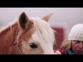 Budweiser Clydesdales Help Purina Surprise Far View Horse Rescue 