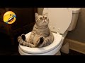 この面白い動物たちに、笑いが止まらなくなりますよ!😂