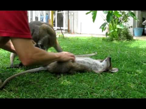 Red Necked Wallaby Tummy Scratch (Iffy)