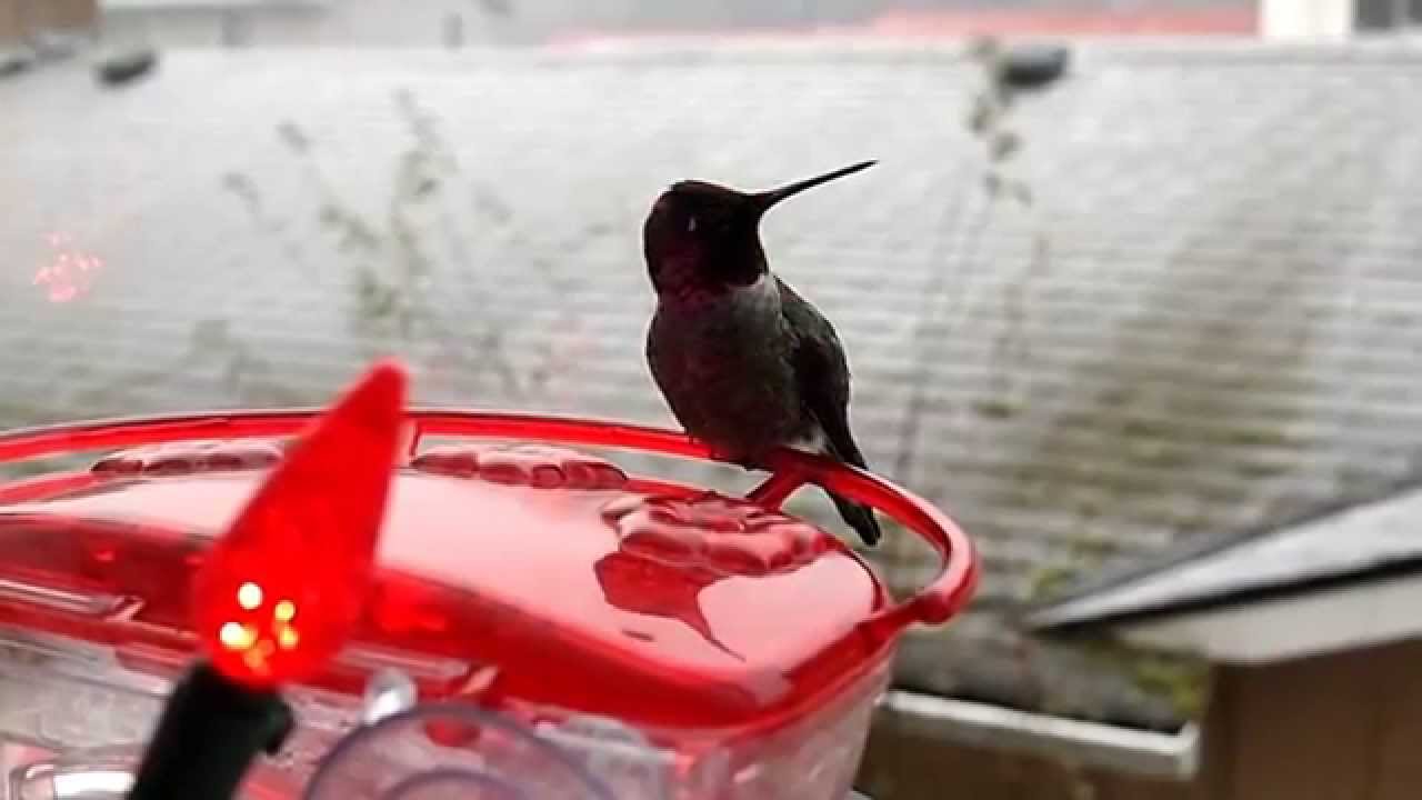 lots of hummingbirds