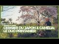 Cerisier du Japon et camélia : le duo printanier qui sublime tout - Jardins et Loisirs