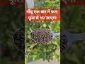 न ब एक ब र म फल फ ल स भर ज एग Organic Fertilizer For Lemon Plant न ब एक ब र म फल फ ल स भर ज एग Organic Fertilizer For Lemon Plant