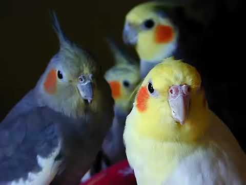 Compilação de Papagaios Engraçados e Pássaros Bonitos 2020 Loros Adorables  Recopilación # 4