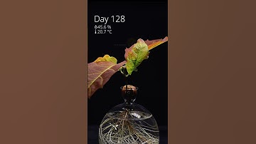 How to Grow an Oak Tree from an Acorn