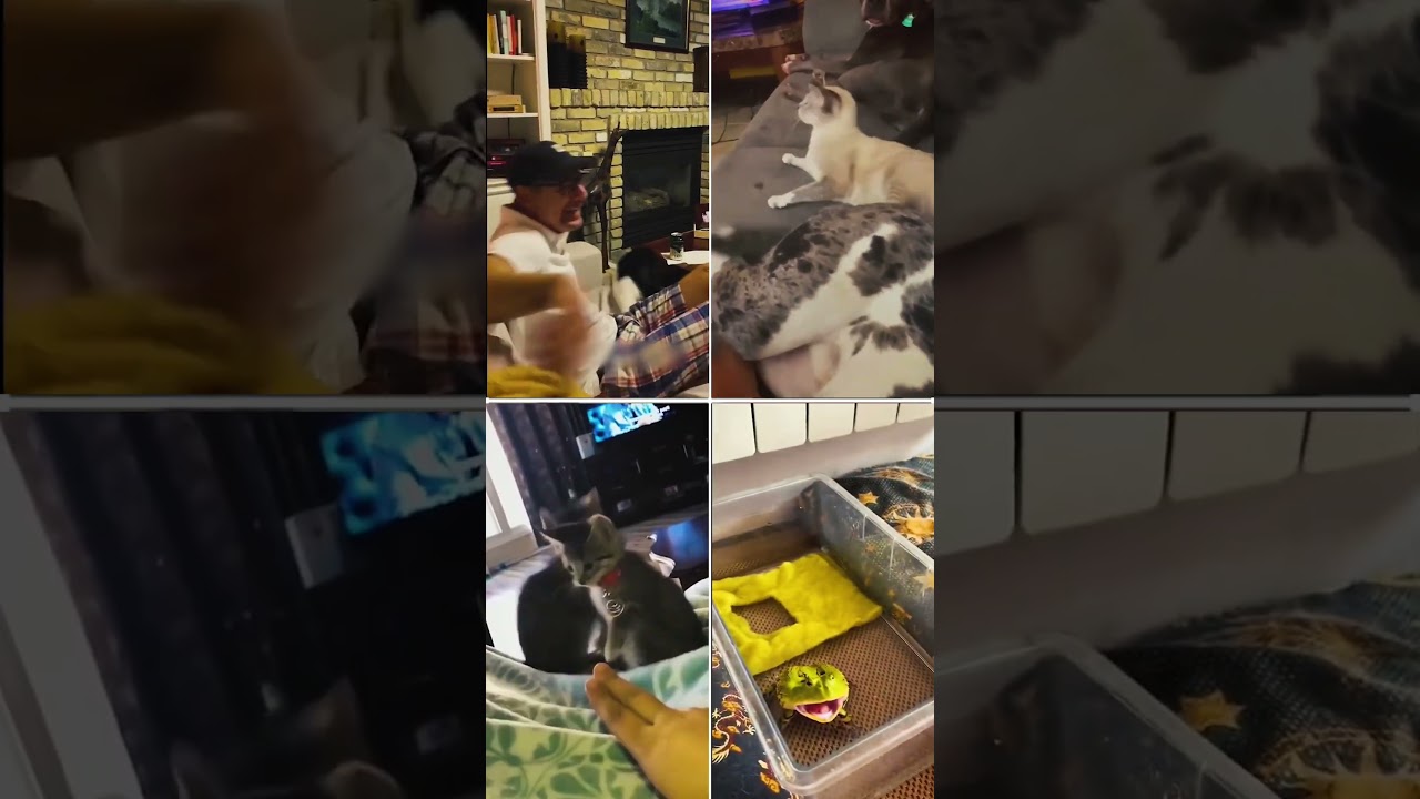 ROFL Challenge: Try Not to Laugh (Impossible Edition) 