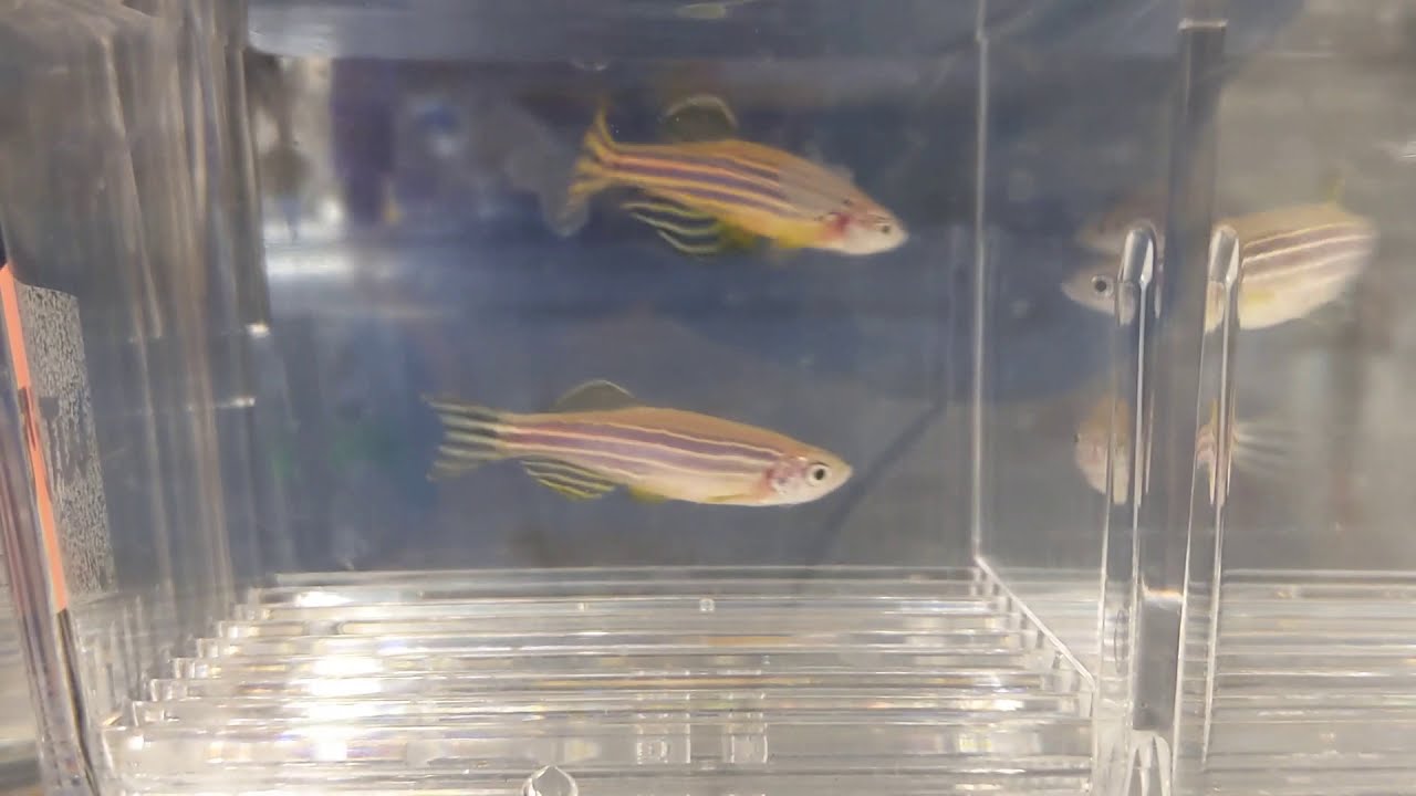 Zebrafish Crossing and Breeding Strategies Zebrafish Husbandry YouTube