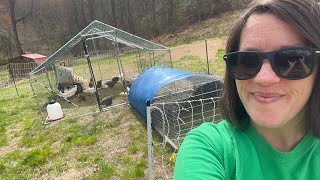 Adding Easter Egger pullets to the flock