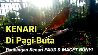 Terapi Kenari di Embun Pagi,, Kenari Macet dan Kenari PAUD auto NYAUTTT...