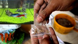 how to grow aquarium carpet plants from seeds not successful