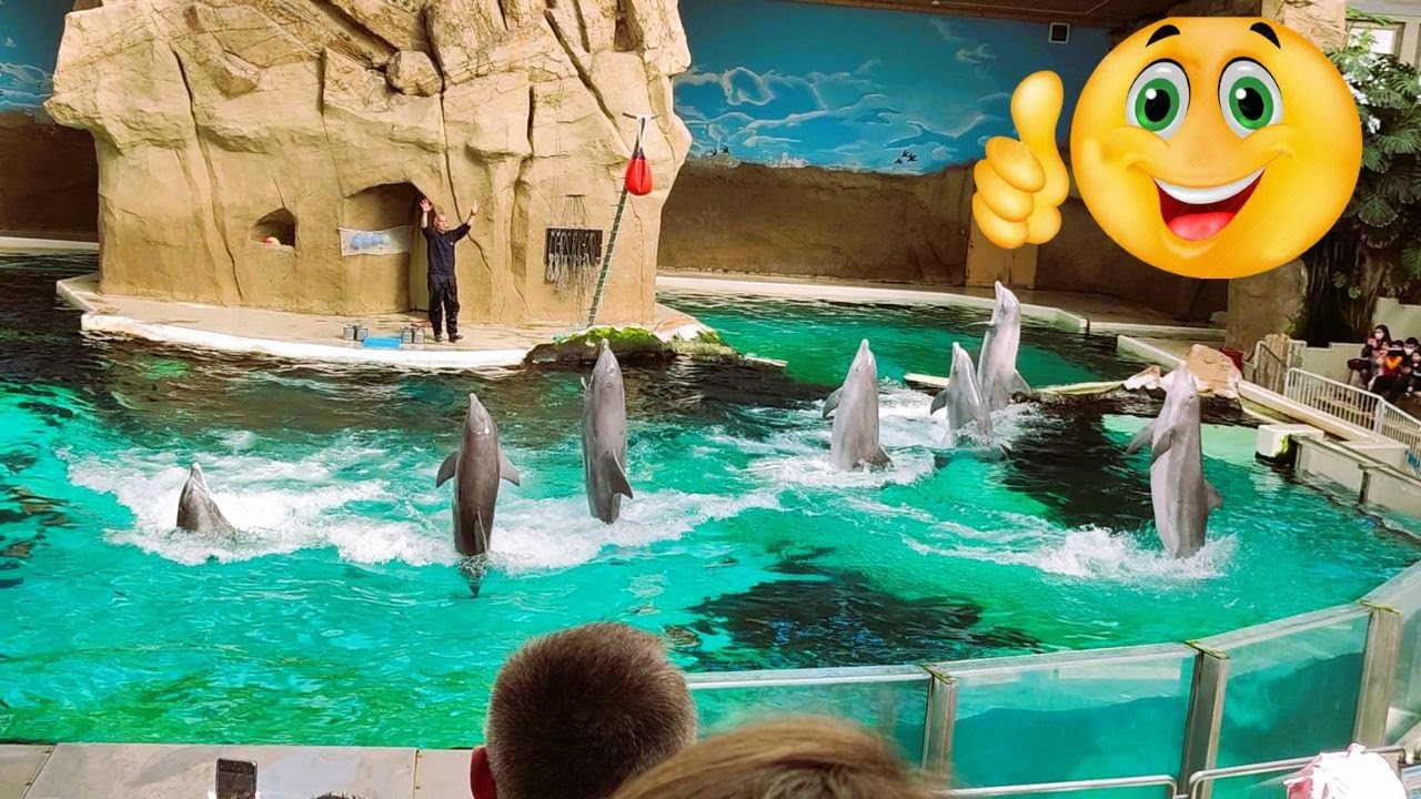 ZOO WORLD / ZW N 370 Delfine YouTube