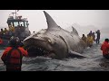 100 Criaturas Oceânicas mais Perigosas Capturadas pela Câmera