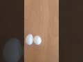 حالة اختلاف ف حجم البيض.. لنفس الأنثى (عنقود البيض هيبدأ يتكون من جديد) ومحتاجه راحه #بادجي