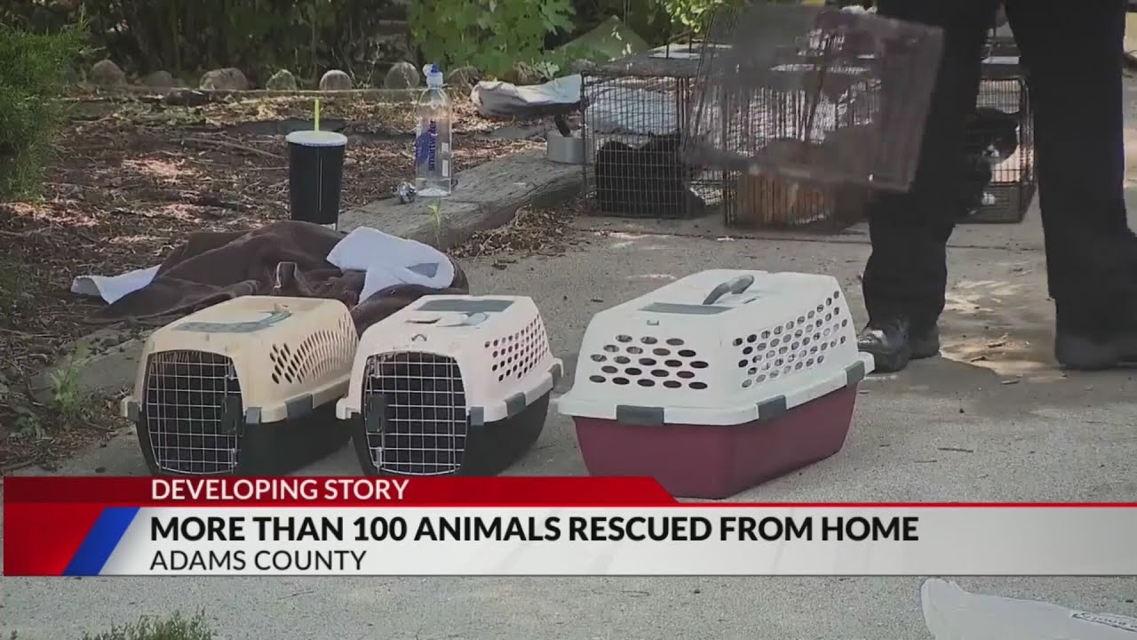 More than 100 animals rescued from Brighton home - YouTube