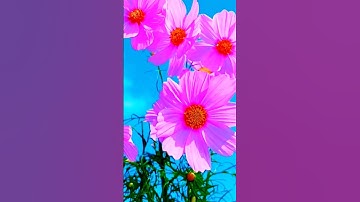 سورة الجمعة قرآن كريم #quran ❤️❤️