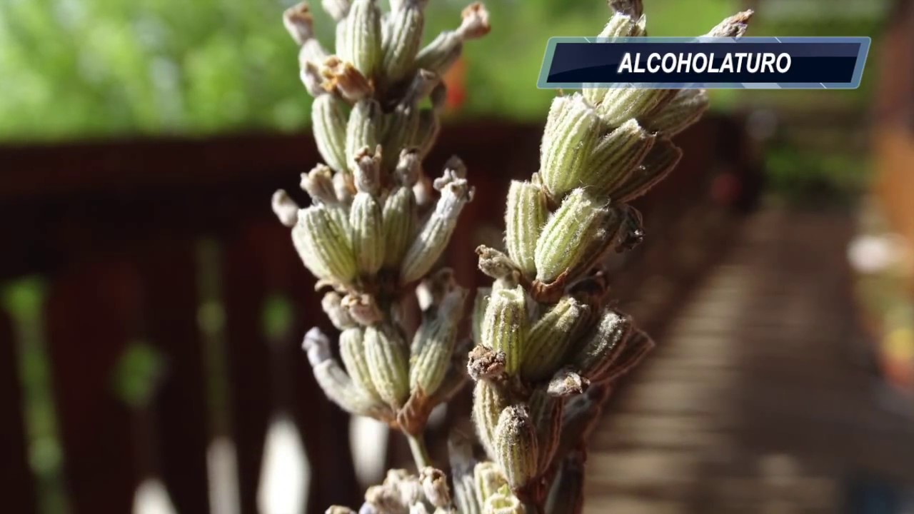 Informaes Sistematizadas Da Relao Nacional De Plantas Informaes Sistematizadas Da Relao Nacional De Plantas