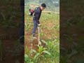 multifunction mini weeder