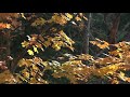 Она опять придет - НОВАЯ ПЕСНЯ | Пётр Бальжик, альбом «Прикасаясь к вечности», 2018