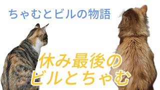 三連休最後のビルとちゃむ　【ちゃむチャンネル】