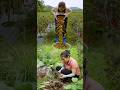 1000+ Kg Taro🥔Chili🌶️Dig, Pull Up, Cut, Pick To Harvest😱Goes to market sell #short