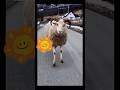 Cute sheep 🐑💖 #edit#animation#cute#shortvideo