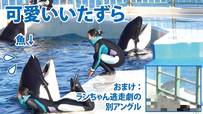 シャチの赤ちゃん誕生 名古屋港水族館で初 Youtube シャチの赤ちゃん誕生 名古屋港水族館で初 Youtube