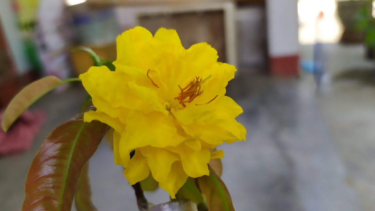 Ngắm mai cúc 4 long nở và cùng nói về nguồn gốc của các giống mai: cúc vip,cúc hoàng hậu,cúc 4 long